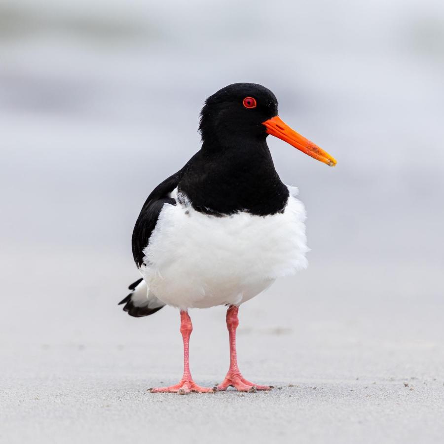 The Oystercatcher At The Bay, Filey Eksteriør billede